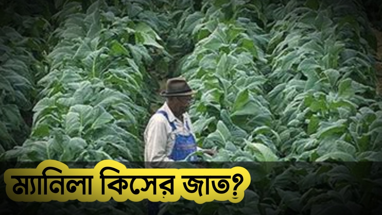 ম্যানিলা কিসের জাত | ম্যানিলা কোন ফসলের জাত